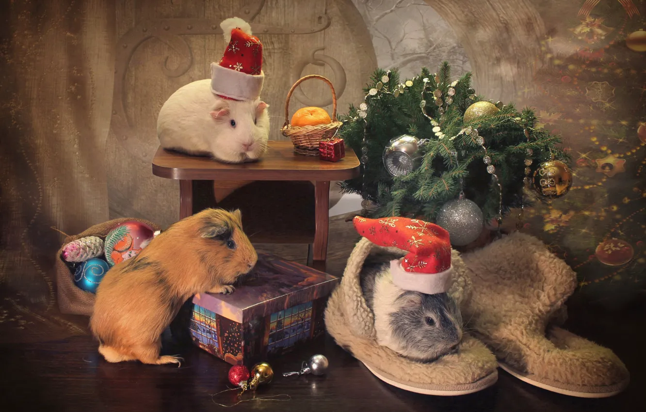 Фото обои животные, праздник, игрушки, ель, морские свинки, валенки