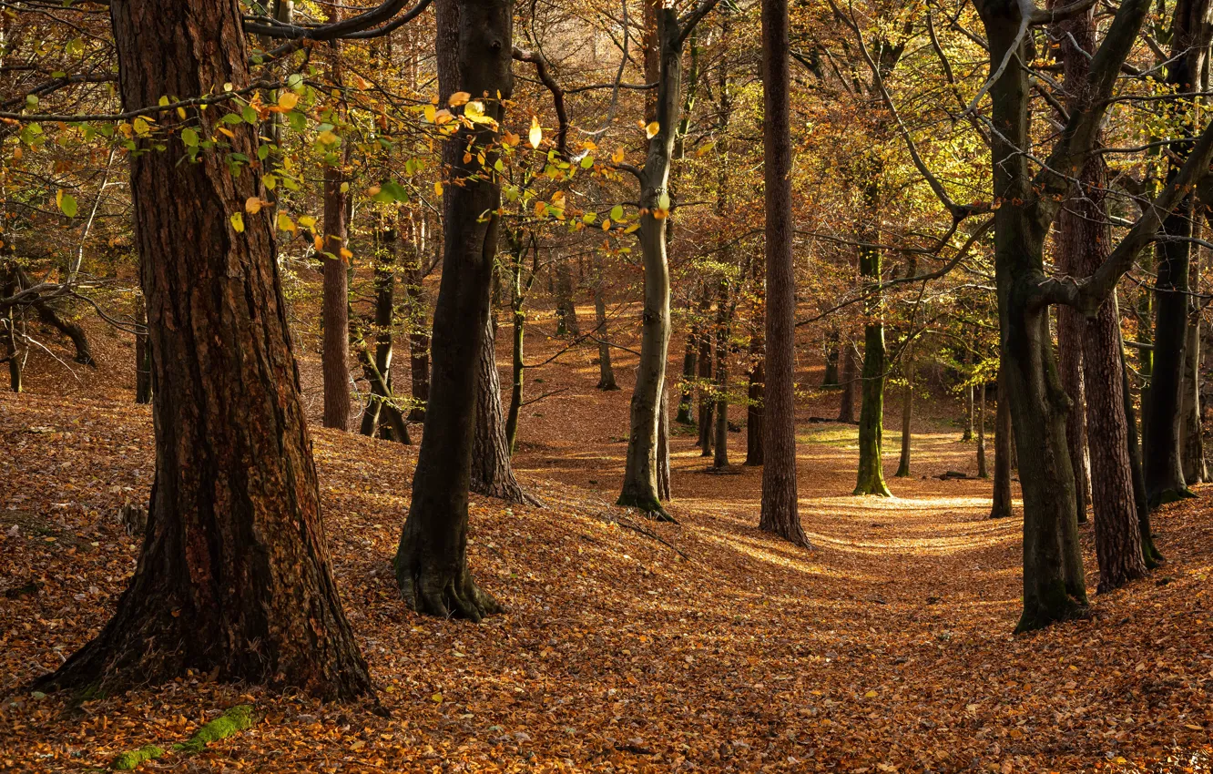 Фото обои осень, лес, свет, деревья, парк, стволы, листва, листопад