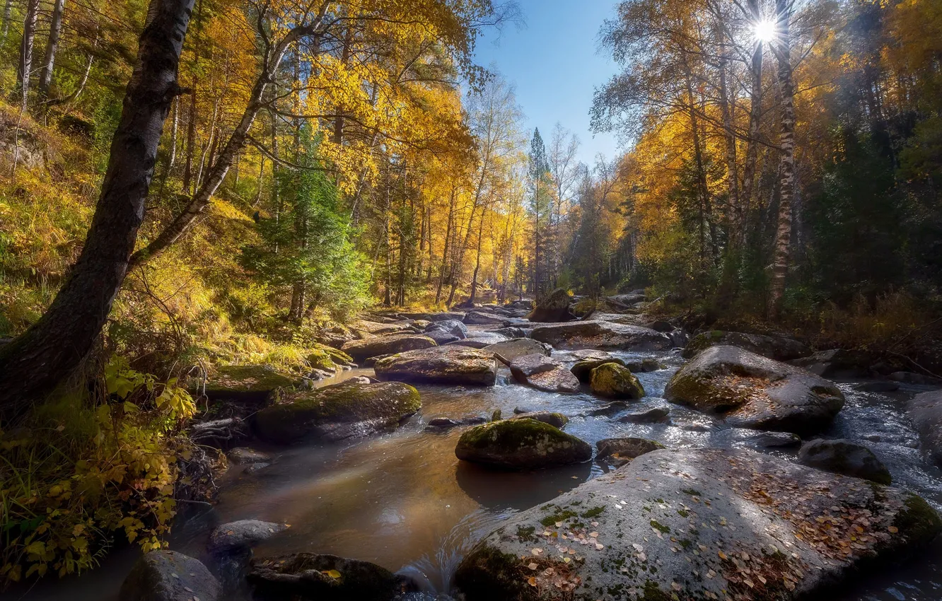 Фото обои осень, лес, солнце, лучи, деревья, пейзаж, природа, камни
