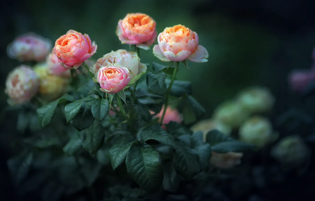 Фото обои розовые розы, листья розы, размытй фон