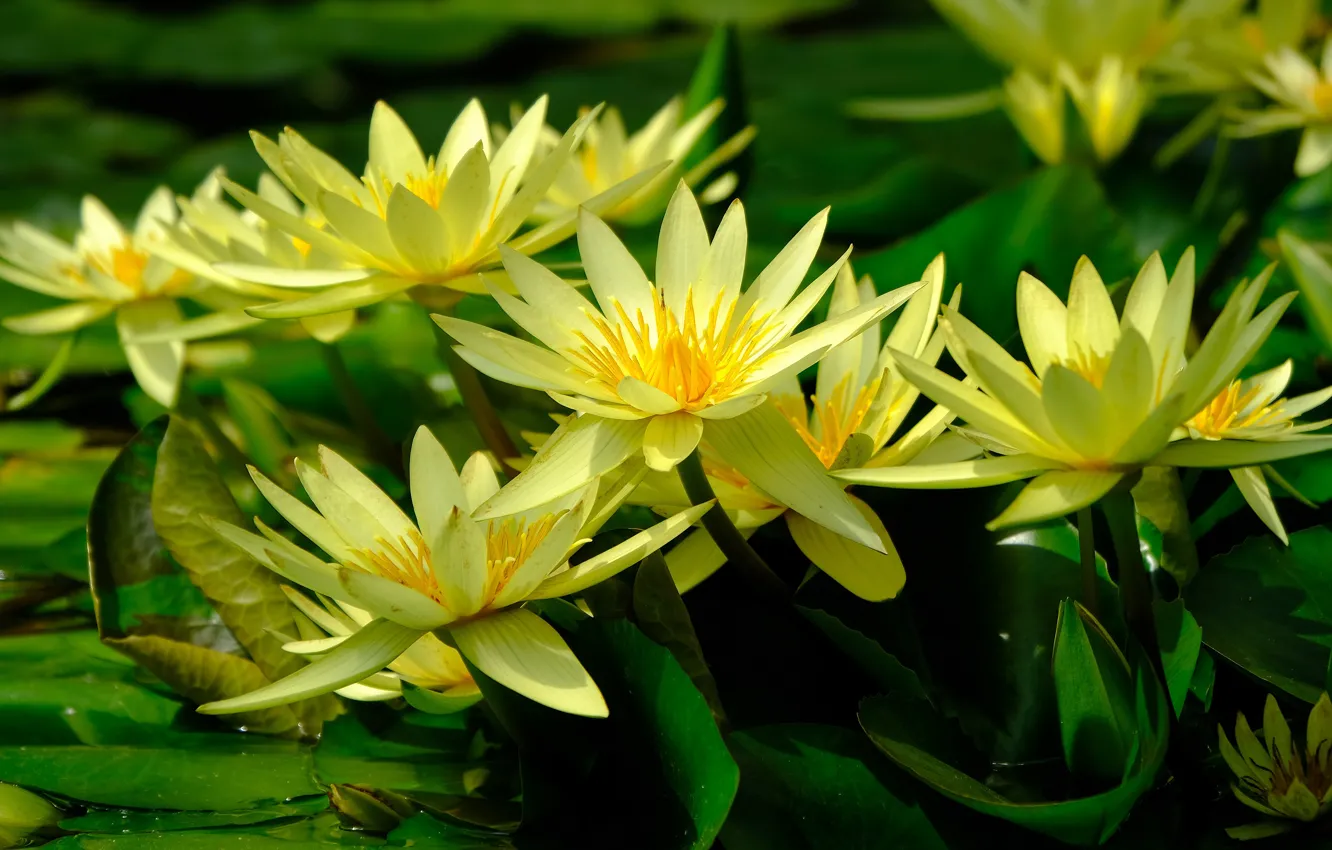 Фото обои зелень, листья, цветы, озеро, пруд, желтые, лепестки, водяные лилии