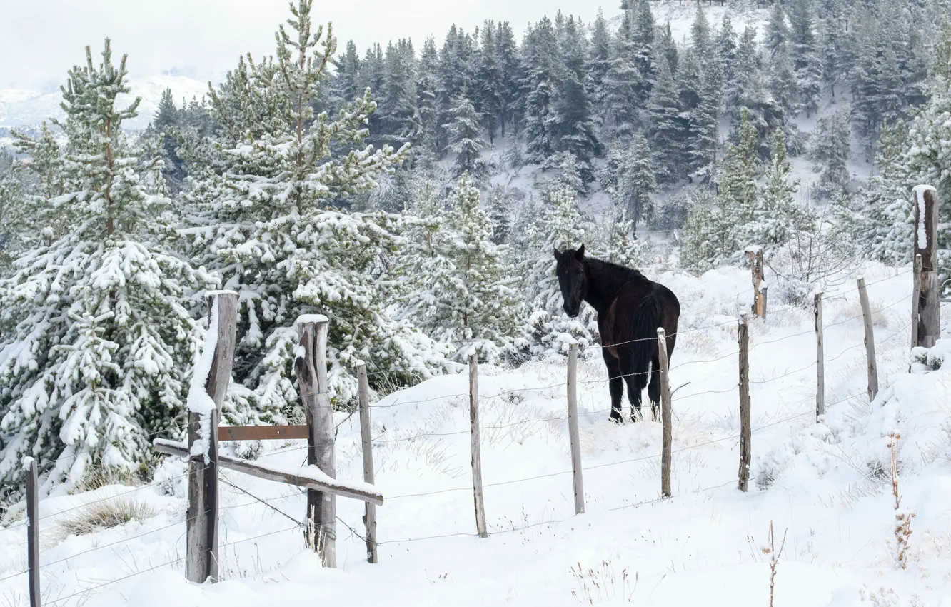 Фото обои зима, иней, лес, снег, природа, конь, черный, лошадь
