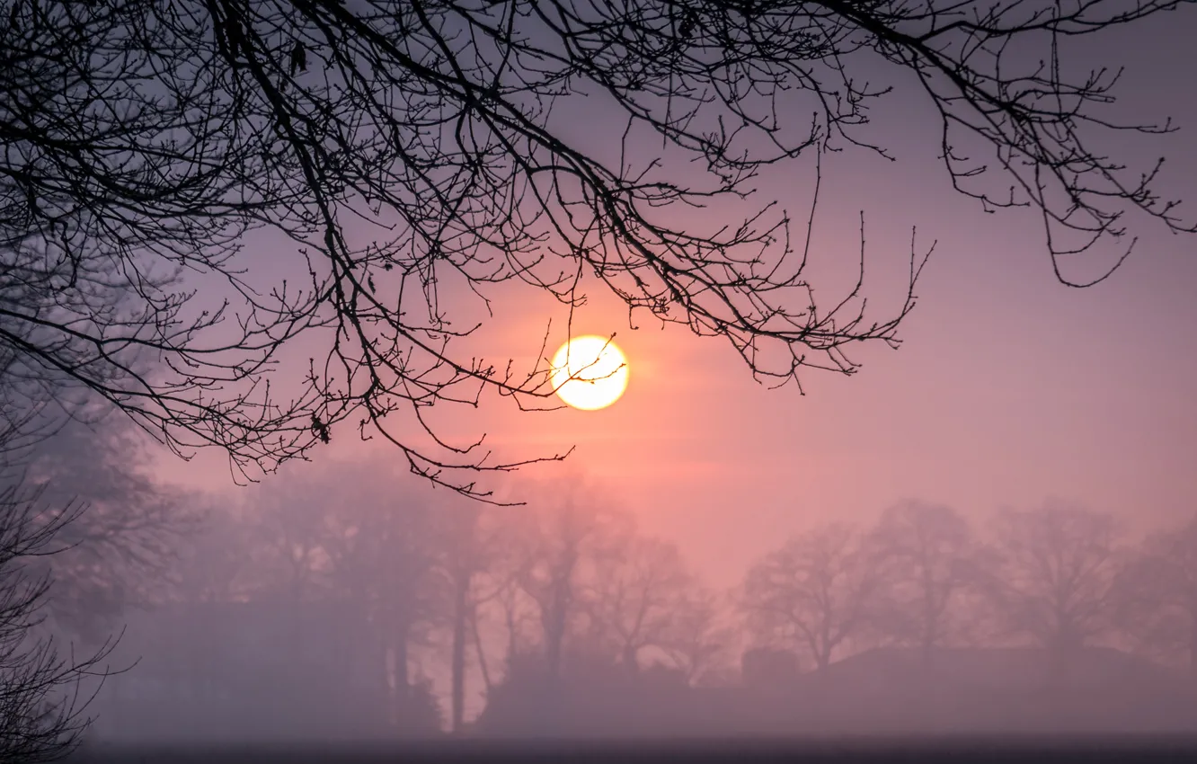 Фото обои зима, солнце, закат, ветки, туман