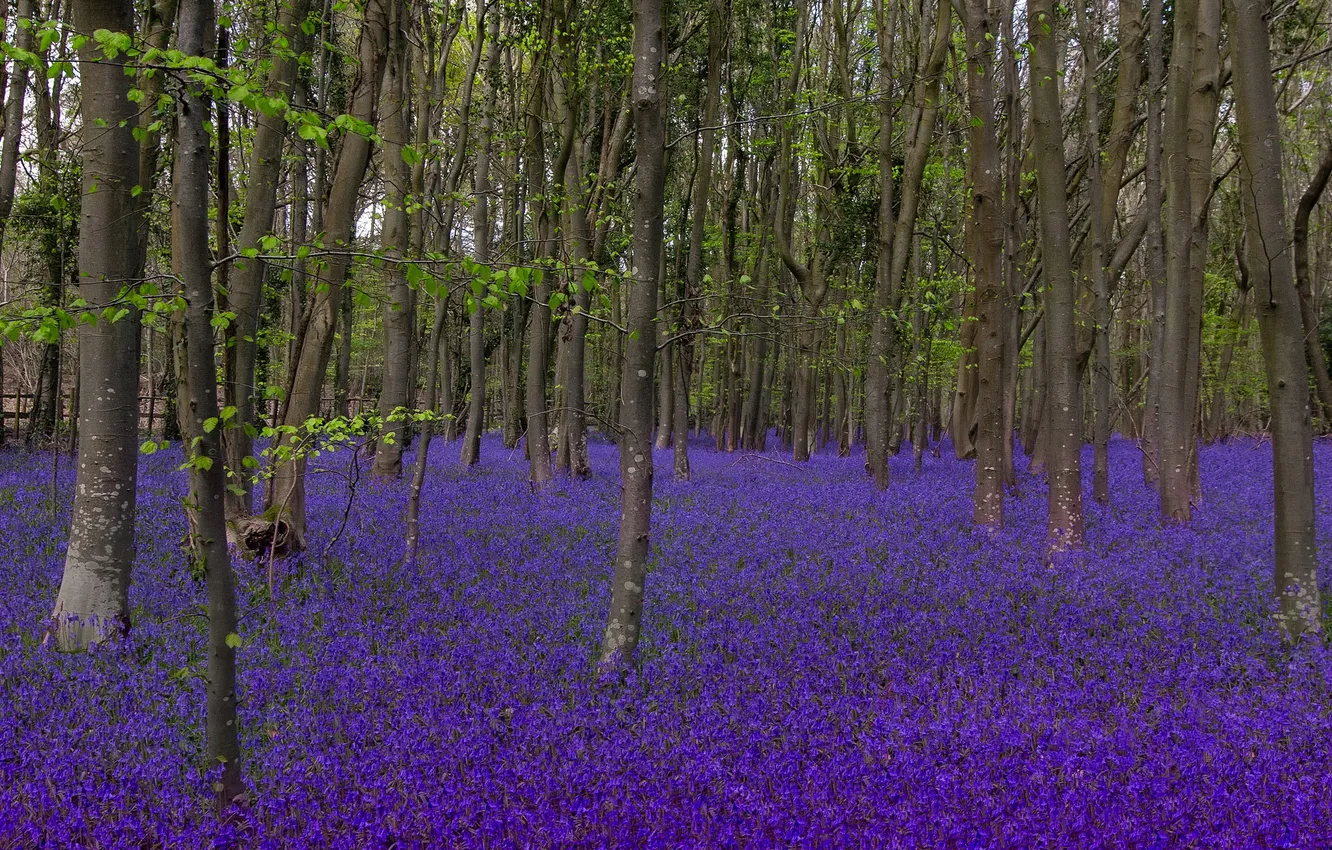 Фото обои лес, деревья, поляна, колокольчики, bluebells