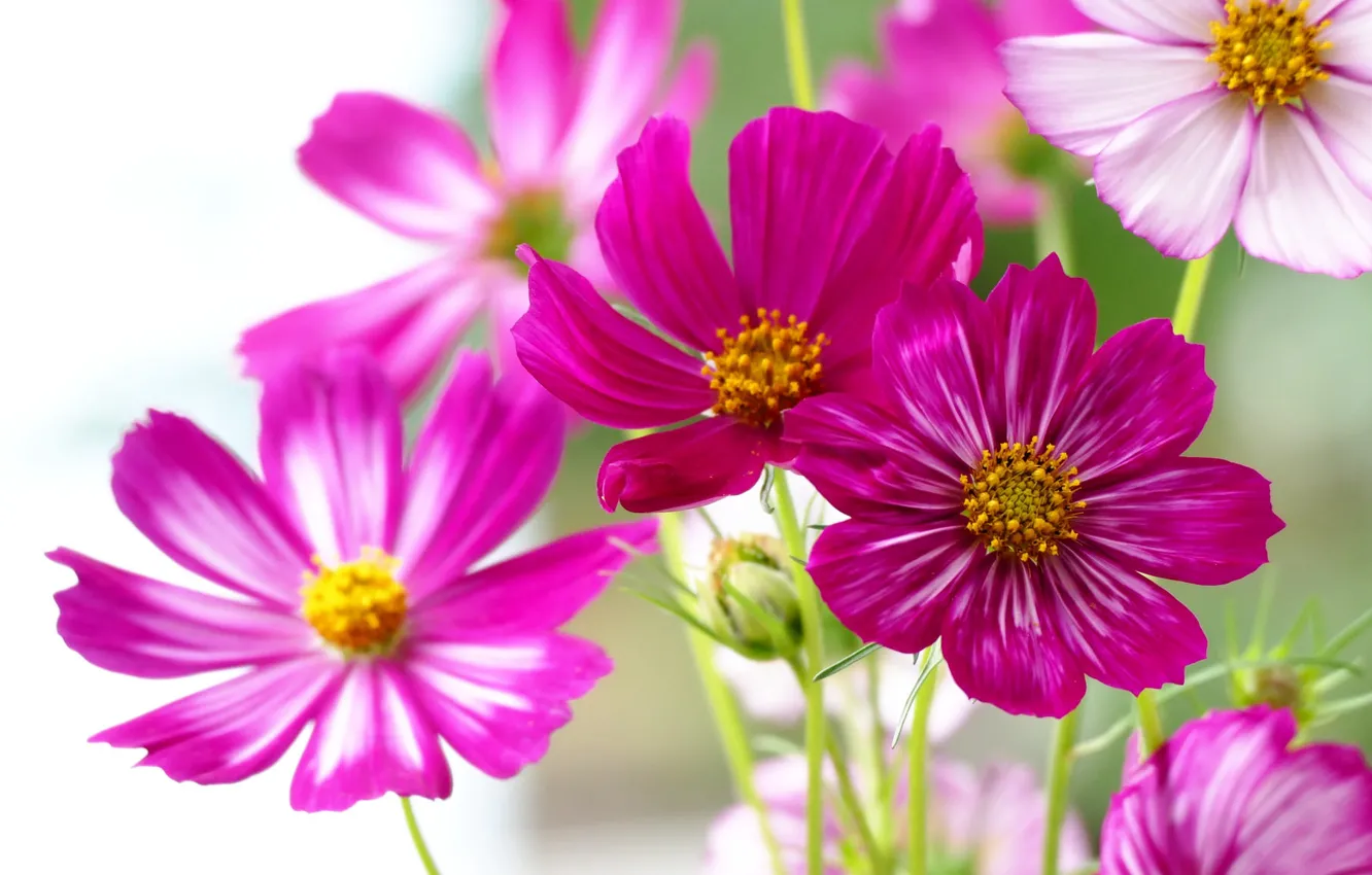 Фото обои космос, макро, лепестки, космея