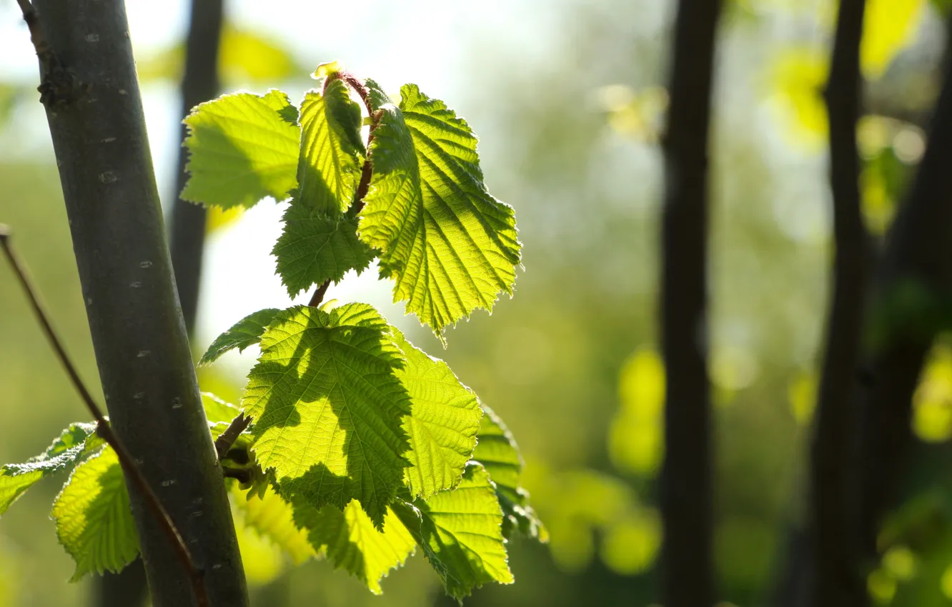 Фото обои green, tree, leaf