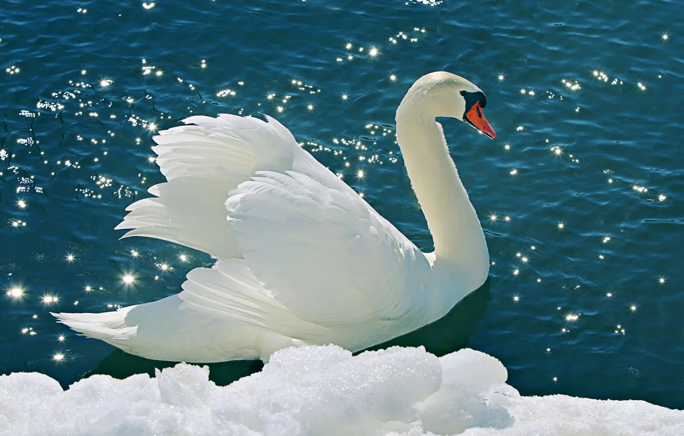 Фото обои вода, снег, природа, nature, water, белый лебедь, tender, Snow Swan