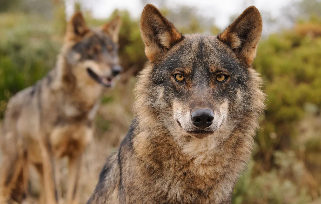 Фото обои nature, face, animal, wolf, wildlife, head, fur, mammal