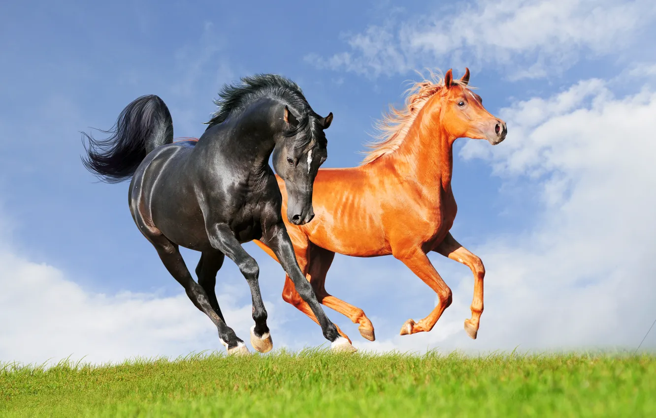 Фото обои небо, трава, облака, конь, лошадь, аллюр