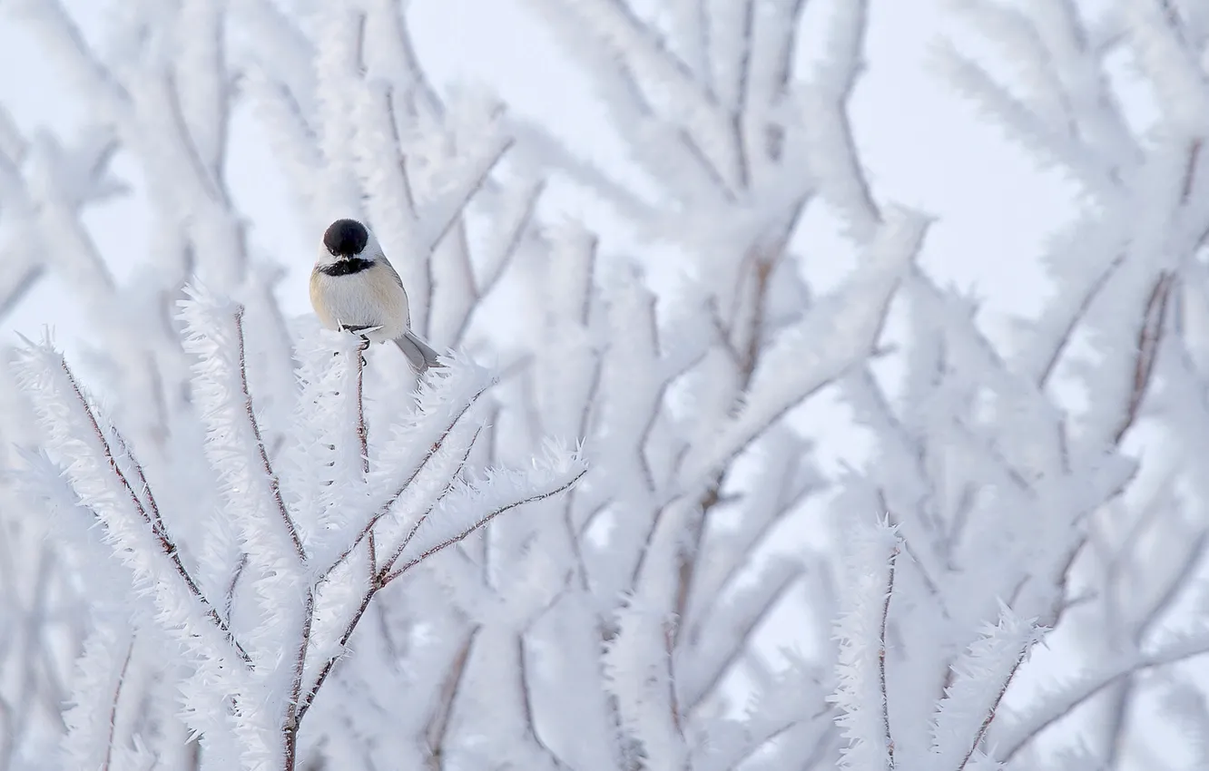 Фото обои снег, природа, дерево, птица, Синица