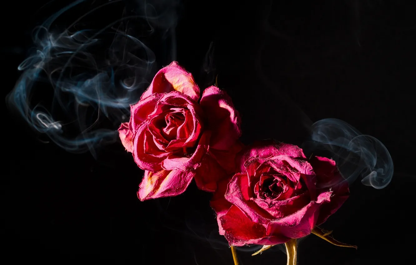 Фото обои макро, темный фон, розовый, дым, две, розы