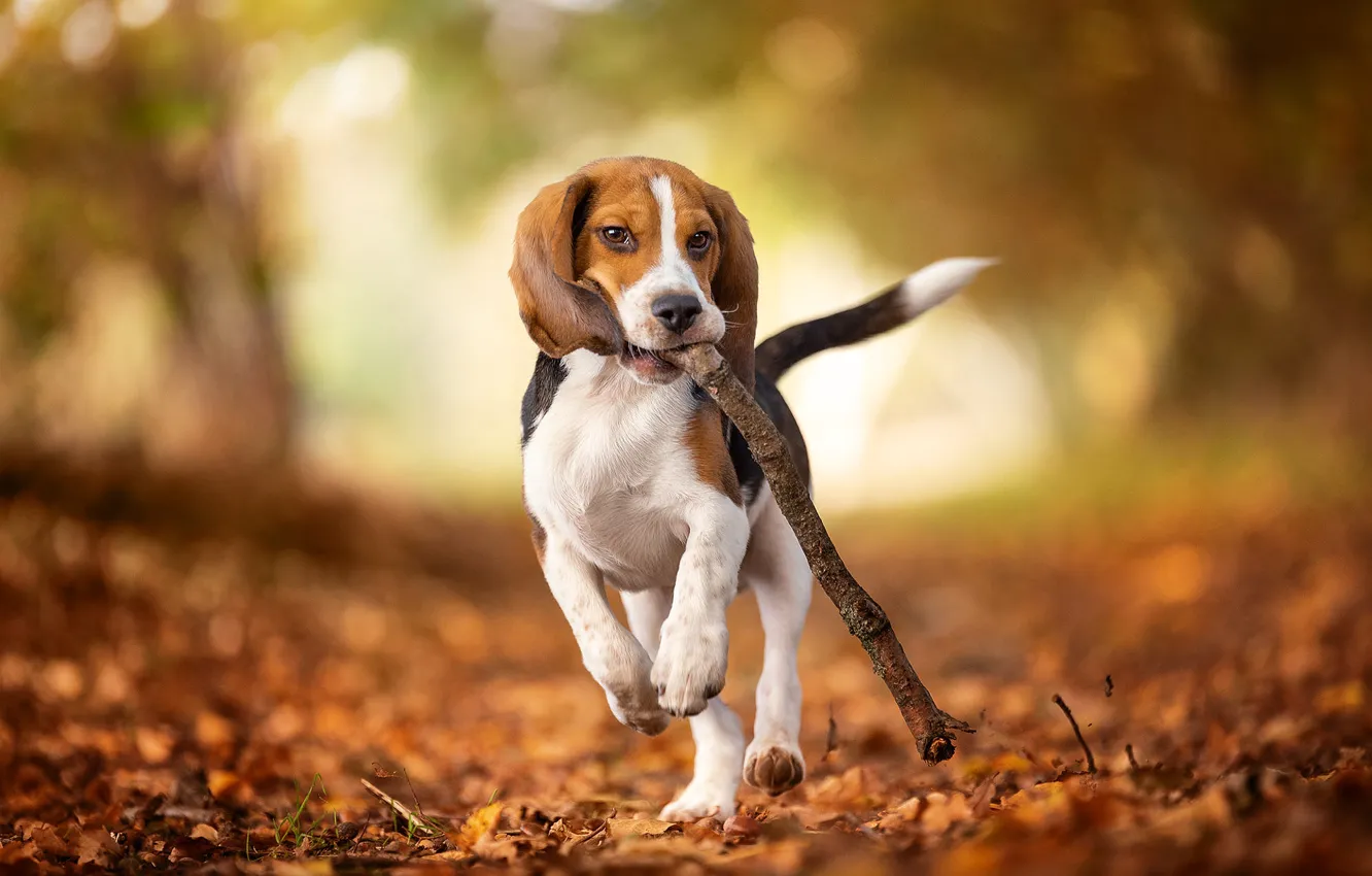 Фото обои осень, парк, листва, игра, собака, ветка, бег, щенок