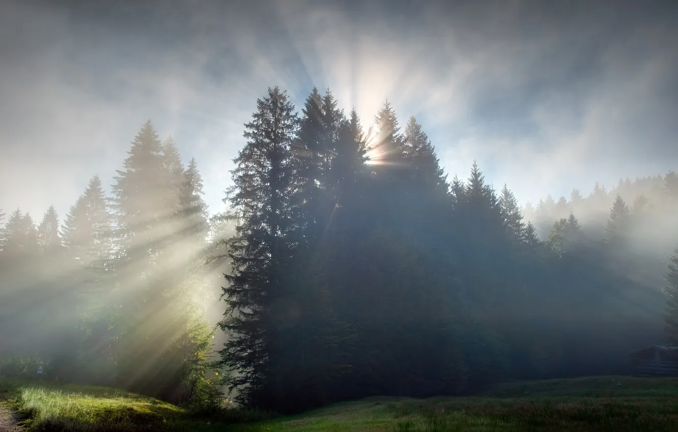 Фото обои лес, рассвет, утро, лучи солнца