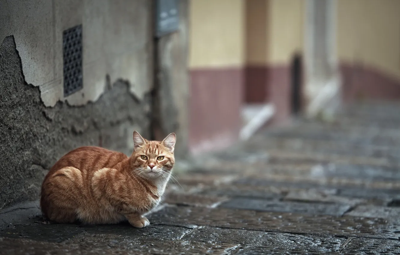 Фото обои street, Cat, animal, urban, feline