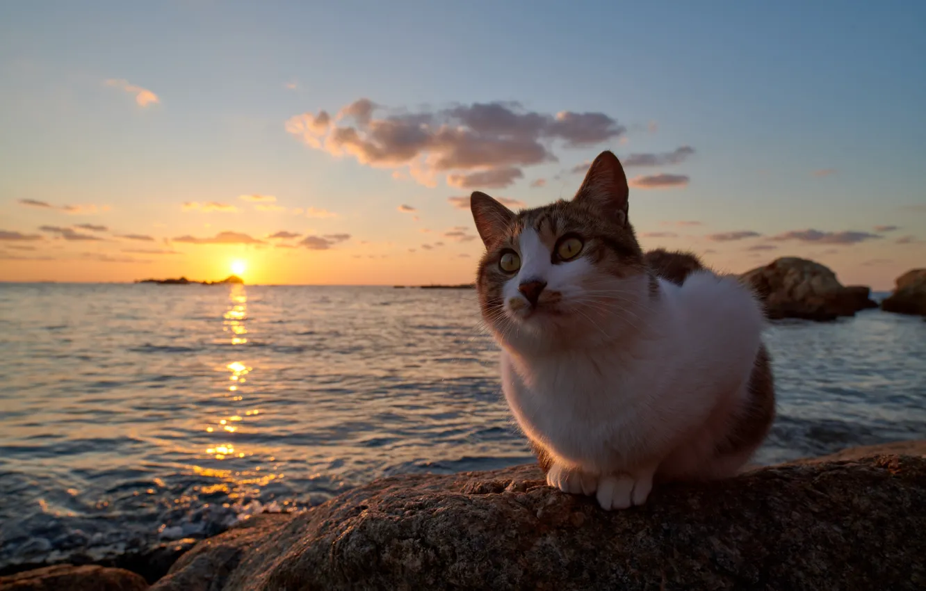 Фото обои кошка, закат, океан