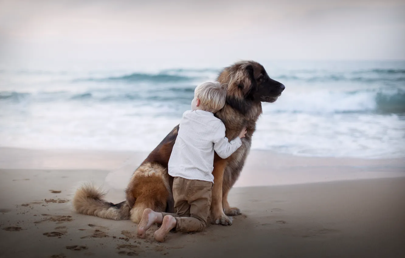 Фото обои море, собака, мальчик