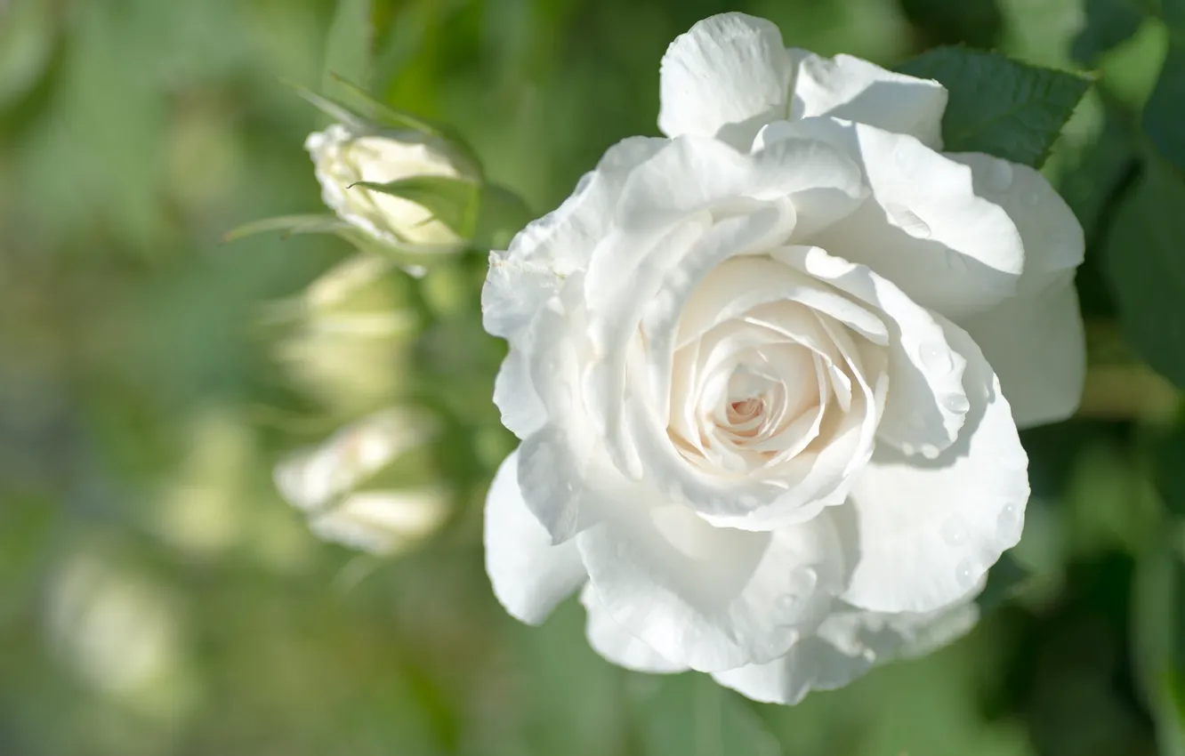 Фото обои белый, роза, бутон