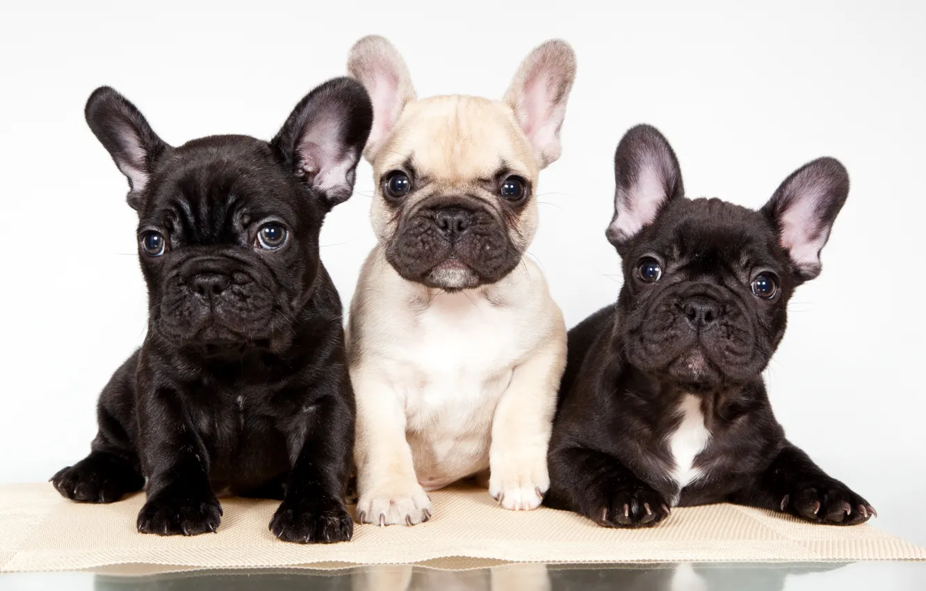 Фото обои щенки, трио, французский бульдог