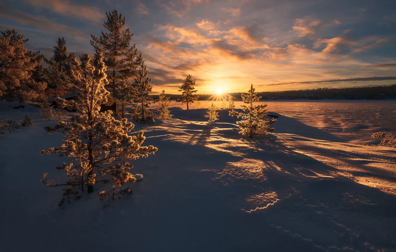Фото обои зима, солнце, рассвет, елки, тень, утро, мороз