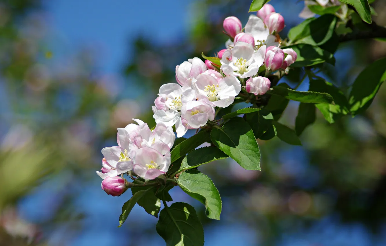 Ветка цветущей яблони Антоновка