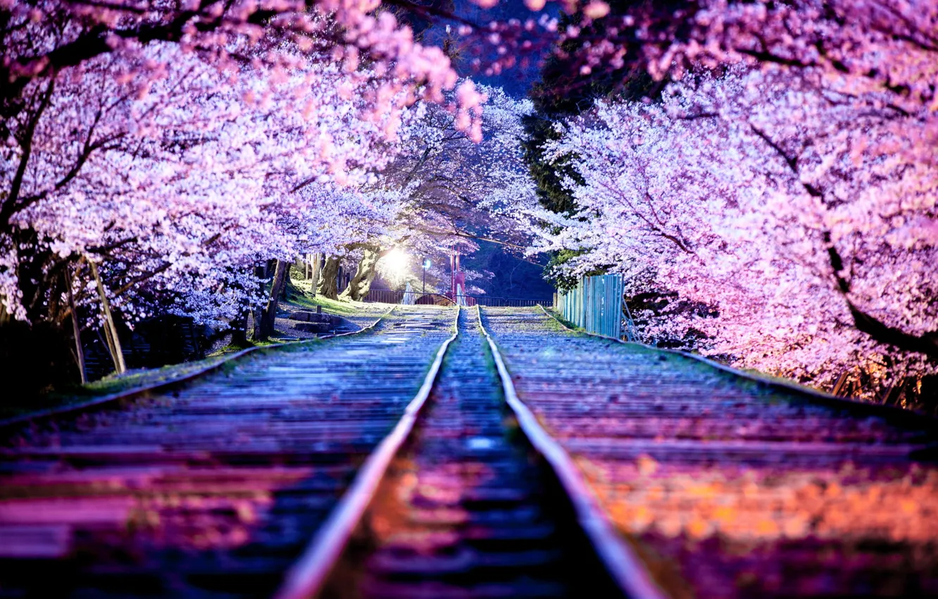 Фото обои ночь, город, огни, весна, Япония, сакура, Апрель, Киото