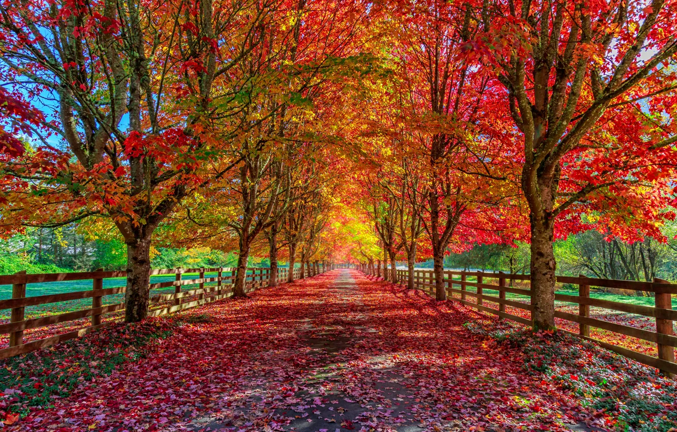 Фото обои trees, autumn, way