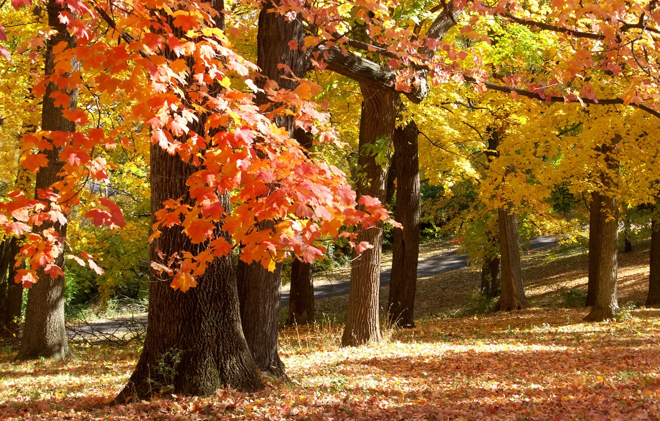 Фото обои осень, парк, November in Missouri