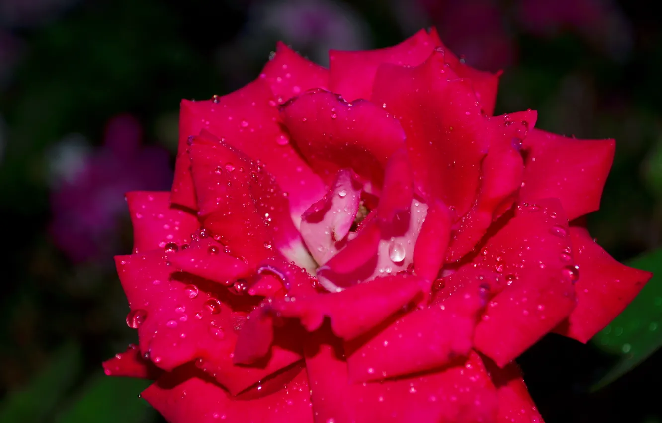 Фото обои цветы, розовый, роза