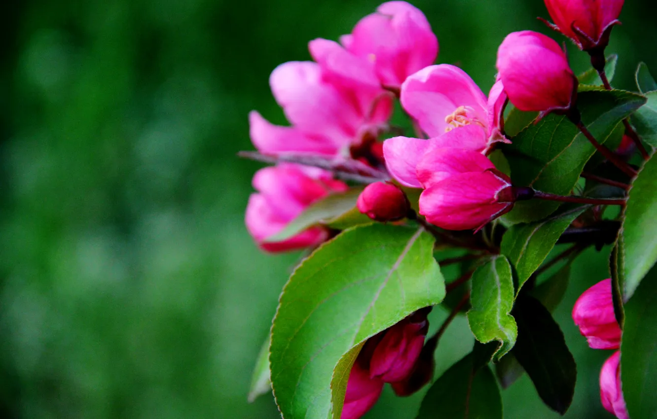 Фото обои цветы, настроение, весна, красиво, розовые, Украина, Киев