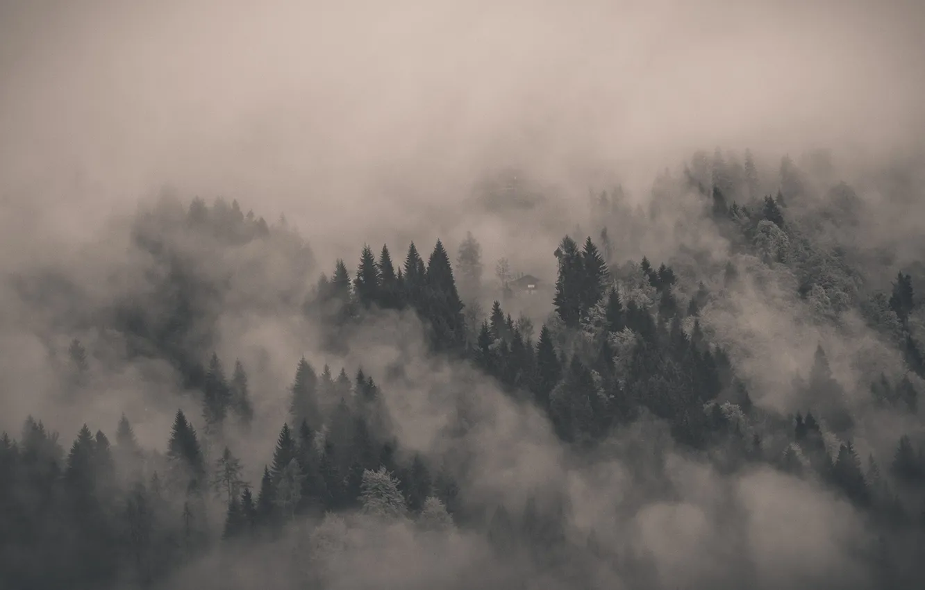 Фото обои лес, деревья, туман, дом, ели, сосны