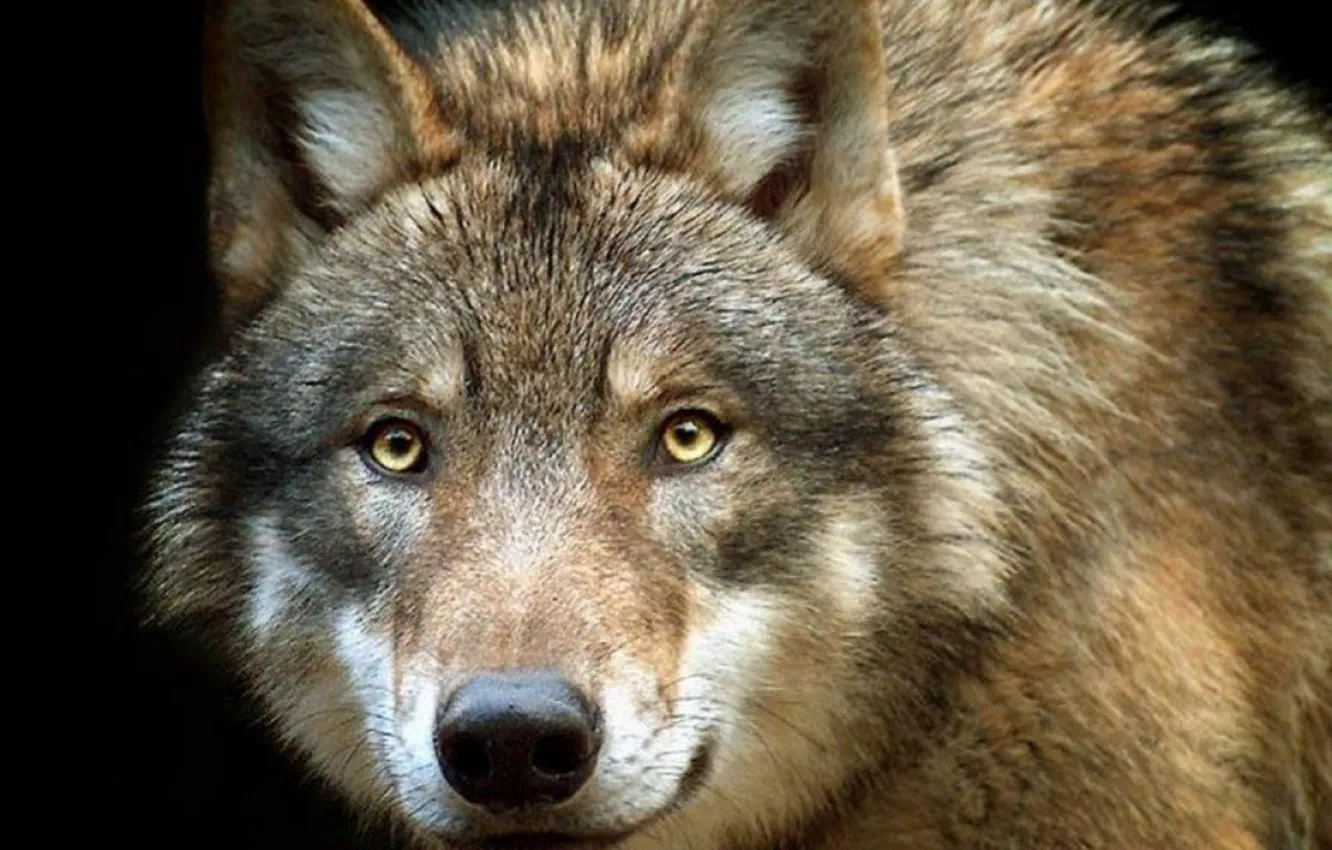 Фото обои nature, predator, animal, wolf, wildlife, portrait, portrait., Canis lupus. face