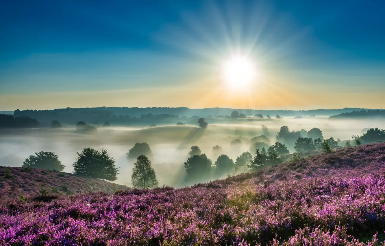 Фото обои солнце, деревья, туман, рассвет, утро, Нидерланды, вереск