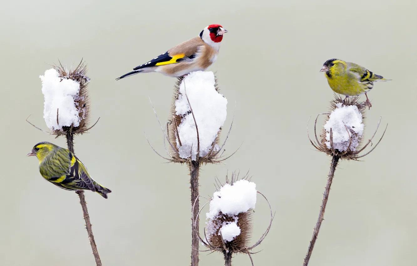 Фото обои зима, снег, птицы, Германия, щегол, чертополох, чиж