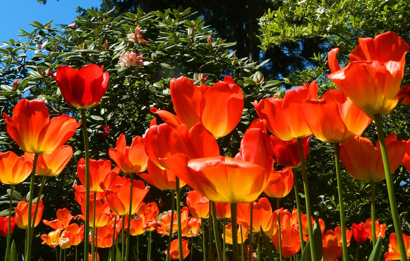 Фото обои весна, тюльпаны, spring, Tulips