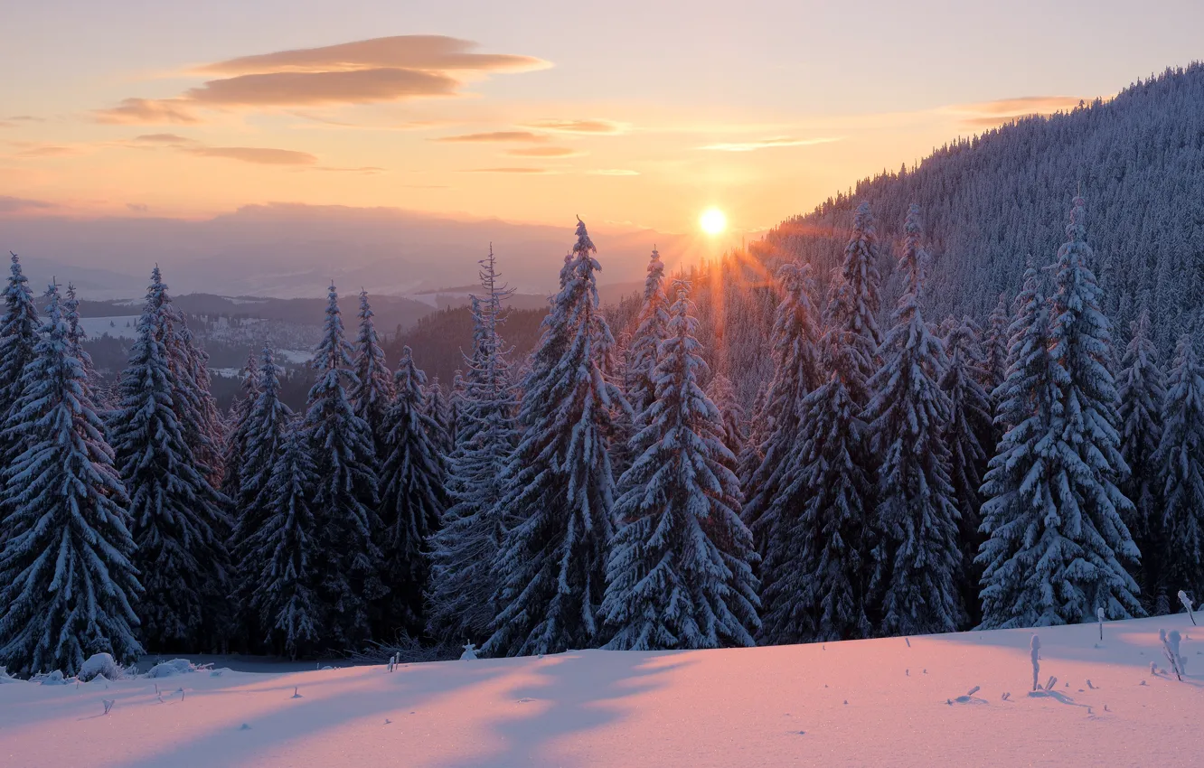 Фото обои зима, лес, небо, солнце, облака, лучи, снег, пейзаж