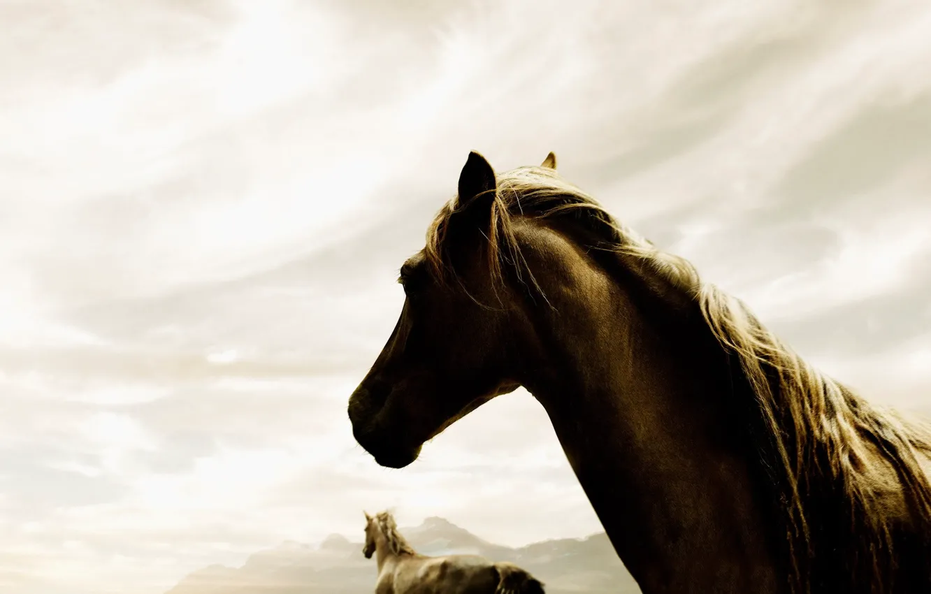 Фото обои небо, туман, 150, лошади