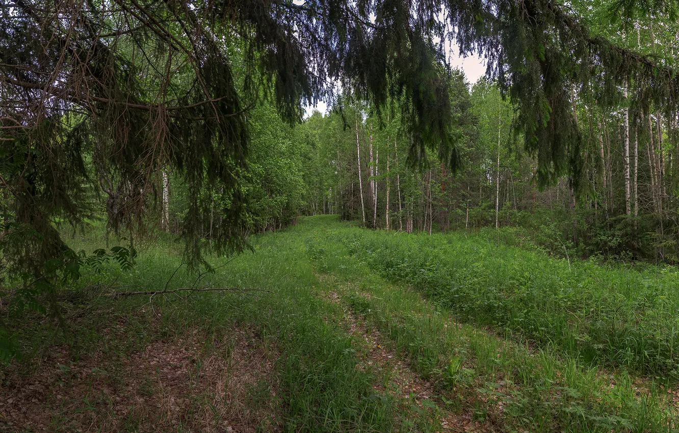 Фото обои Трава, Деревья, Лес, Ветви, Анкудинов Леонид, На заросшей дороге