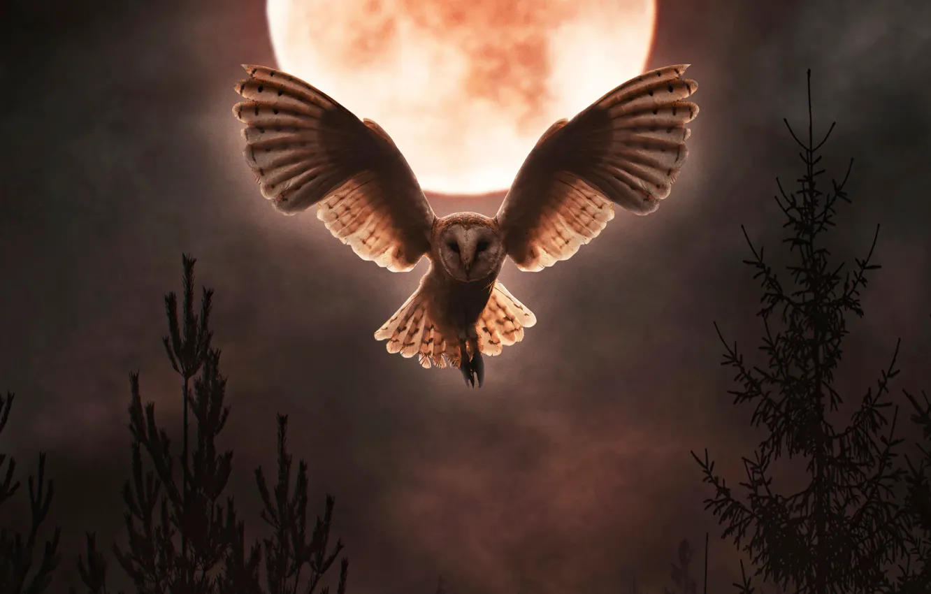 Фото обои moon, night, owl, barn