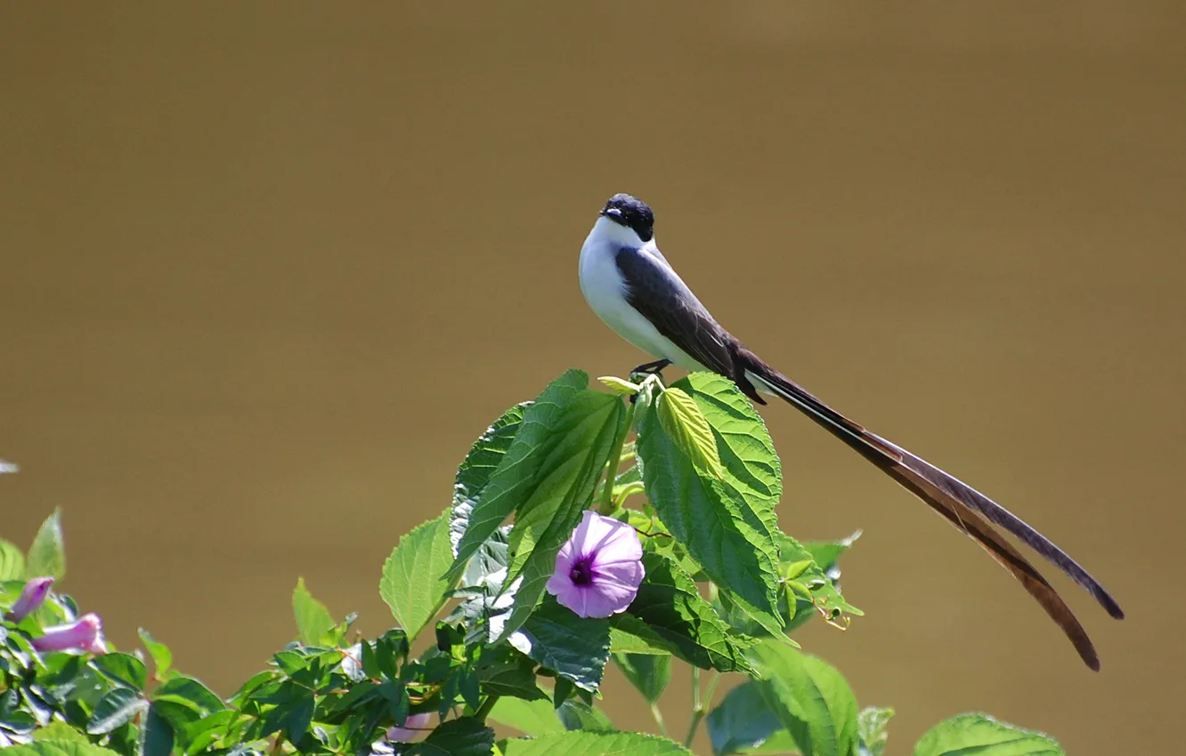 Фото обои Flower, Bird, Leaves, Tesourinha