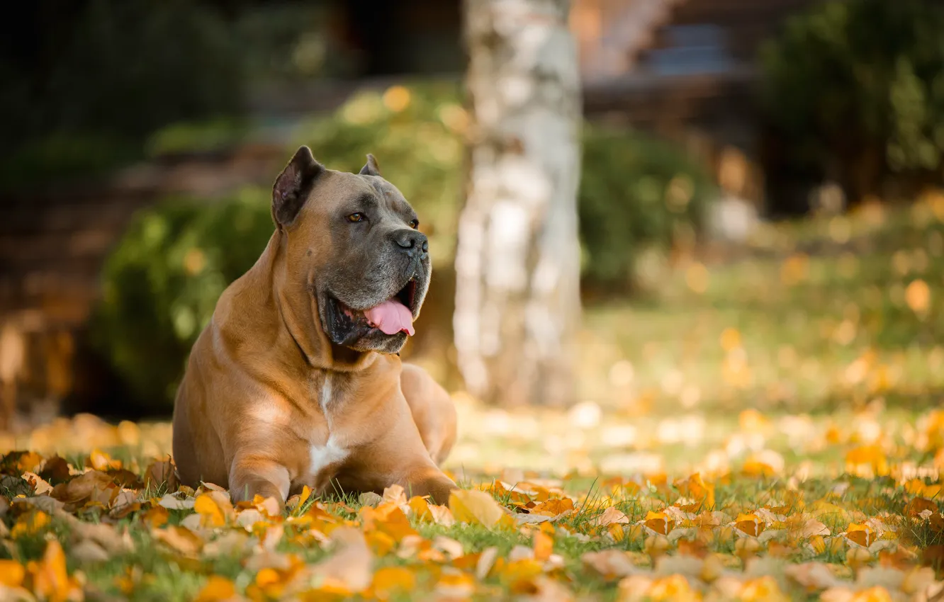 Фото обои осень, листья, портрет, собака, пёс, боке, Кане-корсо