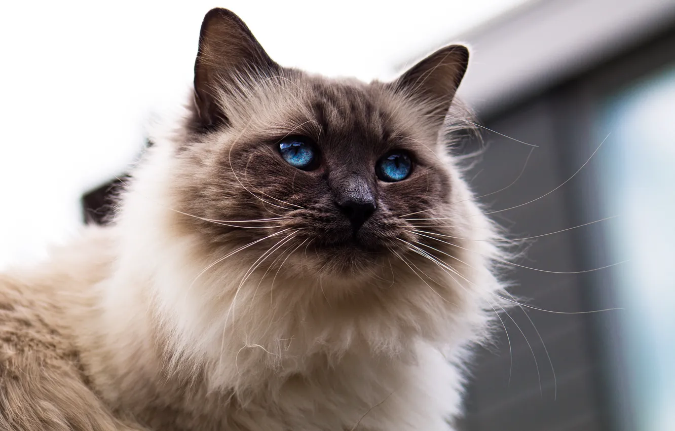 Фото обои кошка, кот, взгляд, морда, фон, портрет, голубые глаза, пушистая