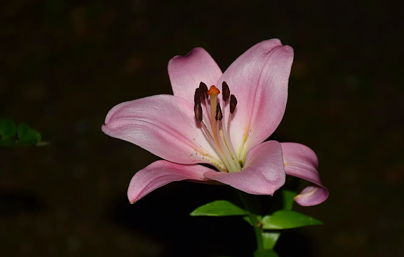 Фото обои Фон, Розовая лилия, Pink lily