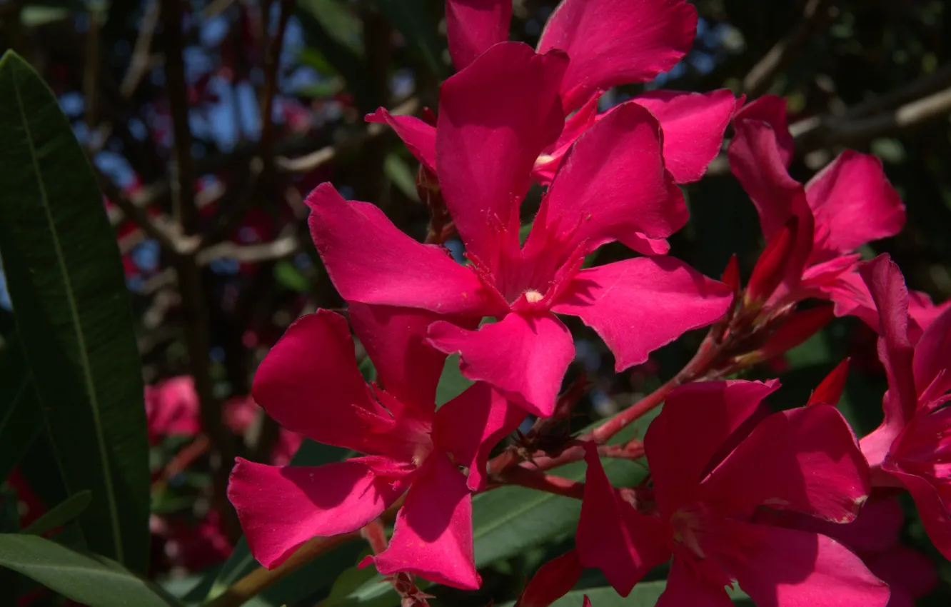 Фото обои Цветок, Растение, Лепестки, Flower, Plant, Petals, Олеандр Розовый, Pink Oleander
