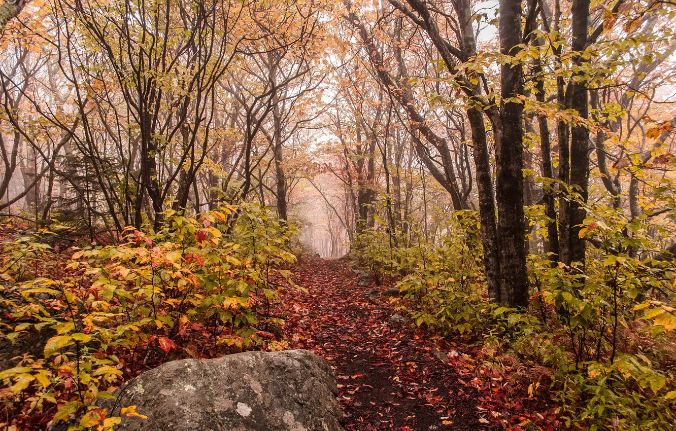 Фото обои осень, лес, туман, камень, тропинка
