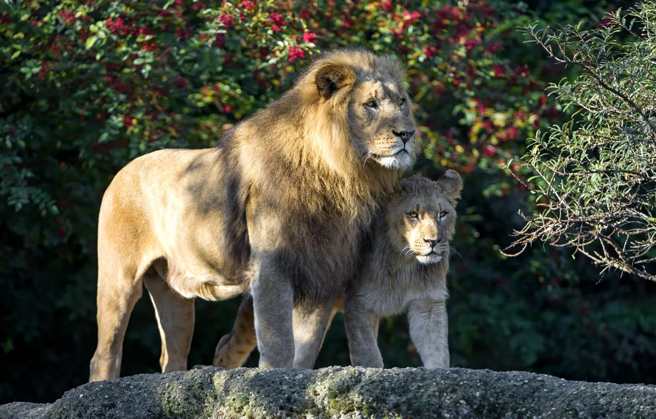 Фото обои лев, отец, львенок, сын