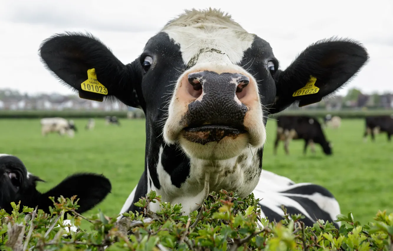 Фото обои морда, фон, коровы