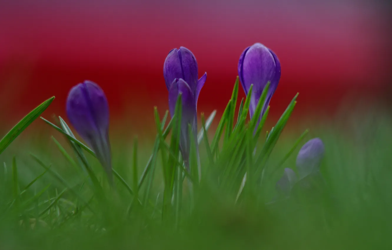 Фото обои трава, макро, цветы, фон, лепестки, размытость, фиолетовые, сиреневые