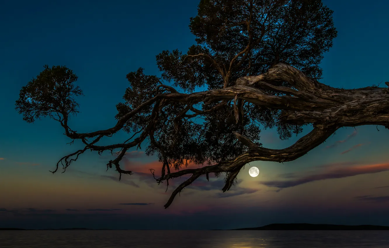 Фото обои море, небо, ночь, дерево, луна