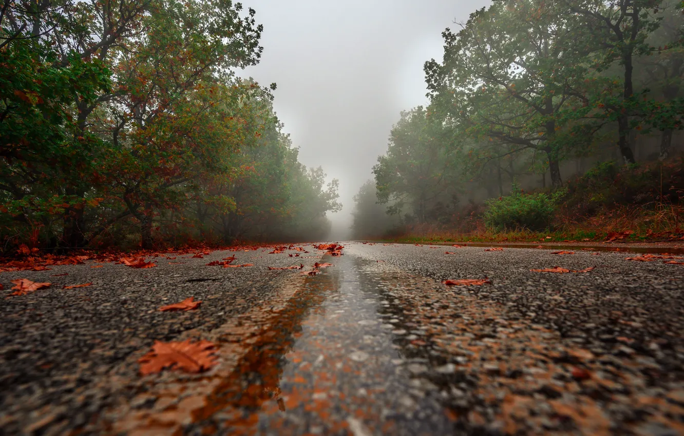 Фото обои дорога, осень, листья, деревья, туман, дождь, листва, шоссе
