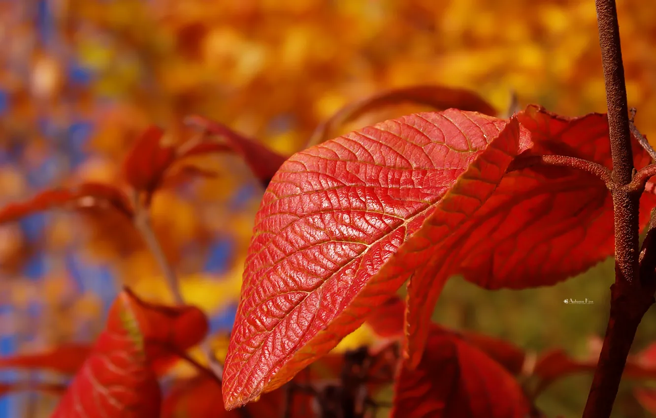 Фото обои лист, ветка, Осень, размытость